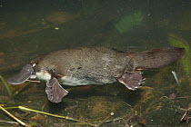 Platypus (Ornithorhynchus anatinus) swimming, Australian Reptile Park, New South Wales, Australia