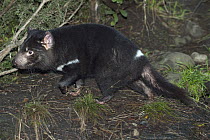 Tasmanian Devil (Sarcophilus harrisii) walking, native to Tasmania