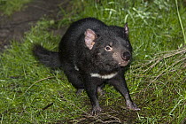 Tasmanian Devil (Sarcophilus harrisii), native to Tasmania