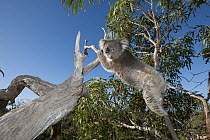 Koala (Phascolarctos cinereus) in tree, Port Lincoln, South Australia, Australia