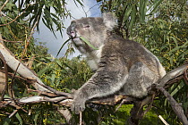 Koala (Phascolarctos cinereus) feeding on Gum Tree (Eucalyptus sp) leaf, Port Lincoln, South Australia, Australia