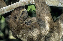 Brown-throated Three-toed Sloth (Bradypus variegatus) mother and young in tree, native to Central and South America