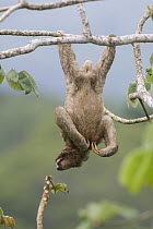 Brown-throated Three-toed Sloth (Bradypus variegatus) hanging from branch, Panama City, Panama