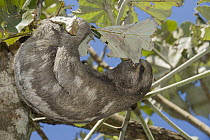 Brown-throated Three-toed Sloth (Bradypus variegatus) feeding on leaf, native to Central and South America