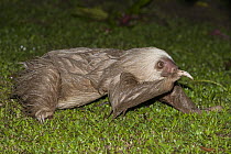 Hoffmann's Two-toed Sloth (Choloepus hoffmanni) juvenile walking on ground, Aviarios Sloth Sanctuary, Costa Rica