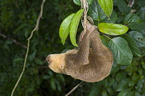 Hoffmann's Two-toed Sloth (Choloepus hoffmanni) baby hanging from branch, native to South America