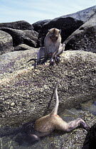 Long-tailed Macaque (Macaca fascicularis) pair hunting for invertebrates underwater, southeast Asia