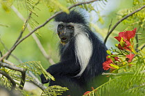 Peters's Angola Colobus (Colobus angolensis palliatus) covered in pollen, native to Africa