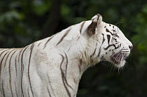 Bengal Tiger (Panthera tigris tigris) white morph, native to Asia