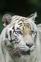 Bengal Tiger (Panthera tigris tigris) white morph, native to Asia