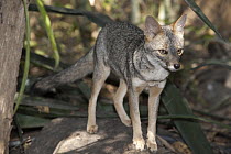Sechuran Fox (Lycalopex sechurae), Lambayeque, Peru