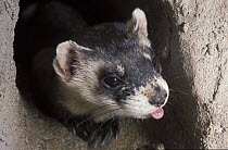 Black-footed Ferret (Mustela nigripes) sticking out tongue, native to North America