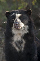 Spectacled Bear (Tremarctos ornatus), Lambayeque, Peru