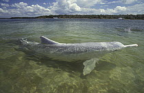 Indo-Pacific Humpbacked Dolphin (Sousa chinensis) in shallow water, Australia