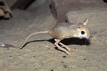 Lesser Egyptian Jerboa (Jaculus jaculus) jumping, native to Africa and the Middle East