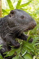 Branick's Giant Rat (Dinomys branickii) feeding on vegetation, native to South America