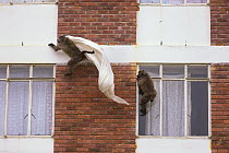 Chacma Baboon (Papio ursinus) pair playing with stolen curtains from building, South Africa