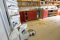 Chacma Baboon (Papio ursinus) damage in kitchen after baboons came in through unlocked window, South Africa