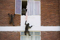 Chacma Baboon (Papio ursinus) group playing with curtains from building, South Africa