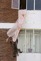 Chacma Baboon (Papio ursinus) playing with curtains from building, South Africa