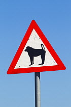 Chacma Baboon (Papio ursinus) warning sign, South Africa