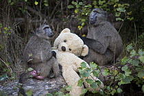 Chacma Baboon (Papio ursinus) pair playing with stolen teddy bear, South Africa