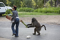 Chacma Baboon (Papio ursinus) stealing rhubarb from shopper, Cape Town, South Africa. Sequence 3 of 6