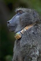 Chacma Baboon (Papio ursinus) alpha male wearing collar so the troop can be tracked to try and avoid human conflict, South Africa