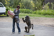 Chacma Baboon (Papio ursinus) stealing rhubarb from shopper, Cape Town, South Africa. Sequence 2 of 6