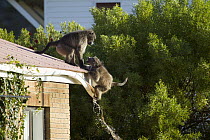 Chacma Baboon (Papio ursinus) ripping off rain gutter while climbing building, South Africa