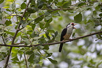 Black-backed Barbet (Lybius minor) calling, Ruvubu National Park, Burundi