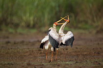 Yellow-billed Stork (Mycteria ibis) pair fighting, Ruvubu National Park, Burundi