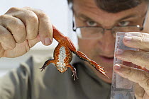 Oregon Spotted Frog (Rana pretiosa) biologist Mark Hayes looking at frog raised by inmates as part of sustainability in prison program, Cedar Creek Corrections Center, Washington