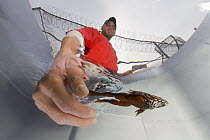 Oregon Spotted Frog (Rana pretiosa) being released into temporary tank by inmate who has raised the frog as part of sustainability in prison program, Cedar Creek Corrections Center, Washington