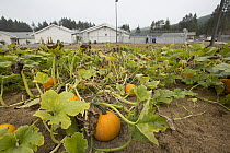 Pumpkin (Cucurbita pepo) growing in organic garden as part of sustainability in prison program, Stafford Creek Corrections Center, Washington