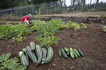 Gourd (Cucurbita sp) being harvested by inmate as part of sustainability in prison program, Cedar Creek Corrections Center, Washington