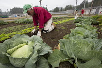 Cabbage (Brassica oleracea) plants in organic garden tended to by inmates as part of sustainability in prison program, Cedar Creek Corrections Center, Washington