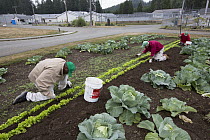 Cabbage (Brassica oleracea) plants in organic garden tended to by inmates as part of sustainability in prison program, Cedar Creek Corrections Center, Washington