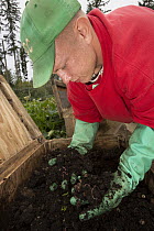 Inmate checking compost as part of sustainability in prison program, Cedar Creek Corrections Center, Washington