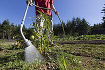 Tomato (Lycopersicon sp) plant being watered by inmate as part of sustainability in prison program, Cedar Creek Corrections Center, Washington