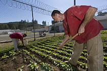 Organic garden tended to by inmates as part of sustainability in prison program, Cedar Creek Corrections Center, Washington