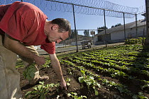 Organic garden tended to by inmate as part of sustainability in prison program, Cedar Creek Corrections Center, Washington