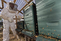 Honey Bee (Apis mellifera) hives being tended to by inmate beekeeper as part of sustainability in prison program, Cedar Creek Corrections Center, Washington