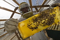 Honey Bee (Apis mellifera) group on honeycomb carried by inmate beekeeper as part of sustainability in prison program, Cedar Creek Corrections Center, Washington