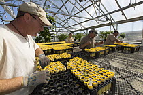 Inmates tending to native prairie plant seedlings as part of sustainability in prison program, Stafford Creek Corrections Center, Washington