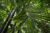Palm frond in tropical rainforest, Barro Colorado Island, Panama