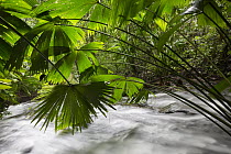 Toquilla Palm (Carludovica palmata) fronds hanging over creek, Barro Colorado Island, Panama