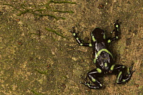 Green And Black Poison Dart Frog (Dendrobates auratus), Barro Colorado Island, Panama