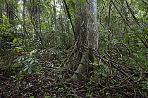 Lianas in tropical rainforest, Barro Colorado Island, Panama