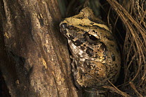 Fitzinger's Robber Frog (Craugastor fitzingeri), Barro Colorado Island, Panama